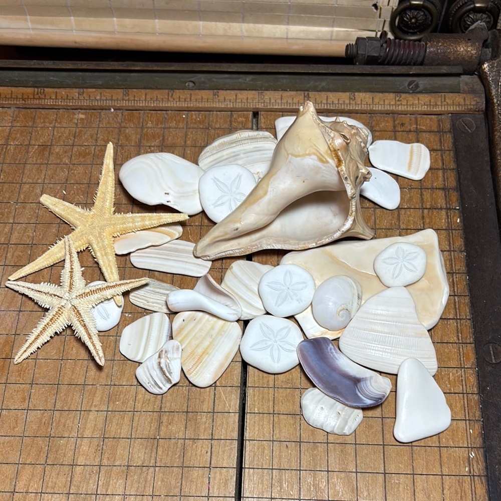 Whelk Shell w Weathered Beige White Seashell Mix Natural Nautical Beach Bathroom